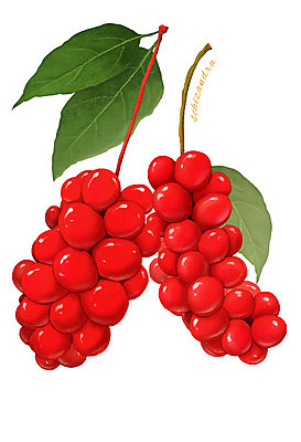 PSD 열매 음식 컬러 잎 과일 일러스트 식재료 사람없음 빨간색 농작물 오미자 디테일 국내일러스트 식물 농업 파일형식