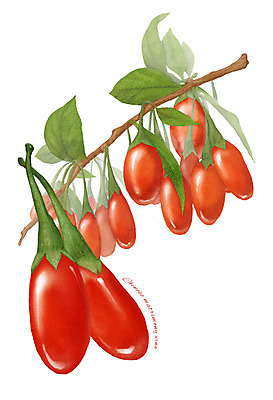 PSD 열매 음식 잎 과일 일러스트 식재료 사람없음 농작물 나뭇가지 구기자 디테일 국내일러스트 나무 식물 농업 파일형식