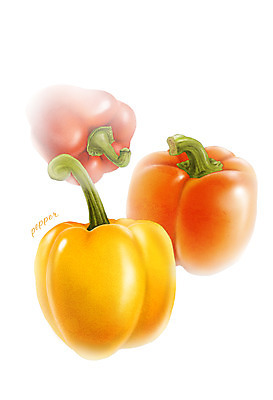 PSD 채소 일러스트 식재료 피망 파프리카 사람없음 농작물 세개 디테일 국내일러스트 농업 3 파일형식