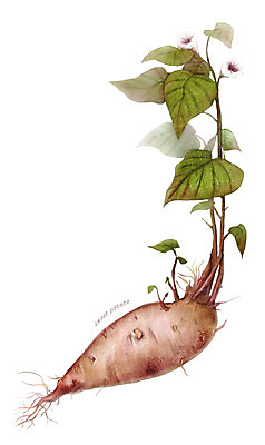 PSD 꽃 줄기 잎 채소 일러스트 식재료 사람없음 농작물 한개 고구마 디테일 국내일러스트 식물 1 농업 뿌리채소 파일형식