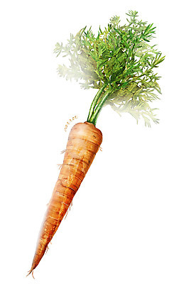 PSD 잎 채소 일러스트 식재료 사람없음 농작물 한개 당근 디테일 국내일러스트 식물 1 농업 뿌리채소 파일형식