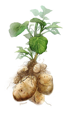 PSD 줄기 잎 채소 일러스트 식재료 감자 사람없음 농작물 뿌리 디테일 국내일러스트 식물 농업 파일형식
