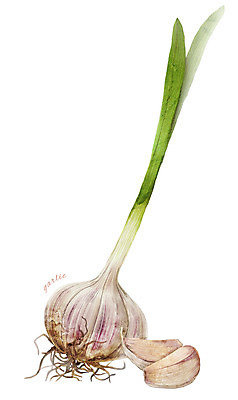 PSD 줄기 채소 일러스트 식재료 마늘 사람없음 농작물 뿌리 디테일 국내일러스트 식물 농업 파일형식