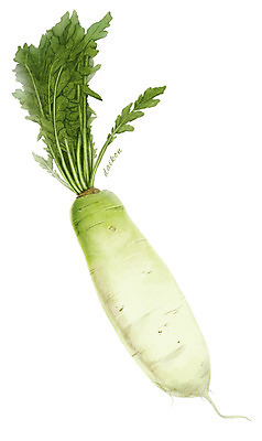 PSD 줄기 채소 일러스트 식재료 사람없음 농작물 한개 무 디테일 국내일러스트 식물 1 농업 뿌리채소 파일형식