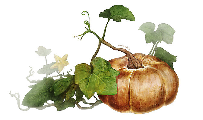 PSD 줄기 잎 채소 일러스트 식재료 호박 사람없음 농작물 한개 덩굴 디테일 국내일러스트 식물 1 농업 파일형식