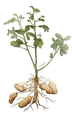 PSD 줄기 채소 일러스트 식재료 사람없음 농작물 견과류 뿌리 땅콩 디테일 국내일러스트 식물 농업 파일형식