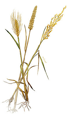 PSD 음식 일러스트 식재료 곡류 사람없음 농작물 벼 밀 보리 디테일 국내일러스트 농업 파일형식