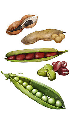 PSD 음식 일러스트 식재료 콩 종류 사람없음 농작물 완두콩 강낭콩 검은콩 녹두 디테일 국내일러스트 농업 곡류 파일형식