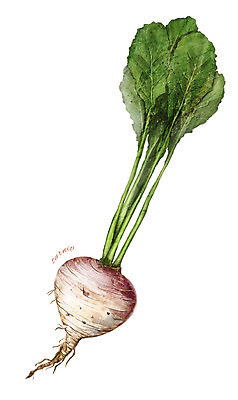 PSD 줄기 잎 채소 일러스트 식재료 사람없음 농작물 한개 순무 디테일 국내일러스트 식물 1 농업 파일형식