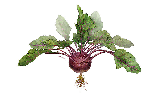 PSD 줄기 잎 채소 일러스트 식재료 사람없음 농작물 한개 뿌리 콜라비 디테일 국내일러스트 식물 1 농업 파일형식