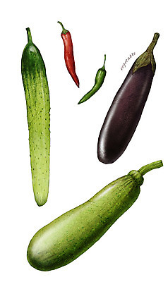 PSD 채소 일러스트 식재료 고추 가지 오이 사람없음 농작물 애호박 디테일 국내일러스트 농업 호박 파일형식