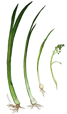 PSD 채소 일러스트 식재료 사람없음 농작물 부추 대파 미나리 달래 제철 디테일 제철음식 국내일러스트 음식 농업 파 파일형식