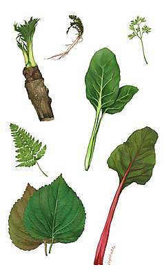 PSD 채소 일러스트 식재료 사람없음 농작물 근대 깻잎 시금치 고사리 냉이 두릅 쑥 제철 디테일 제철음식 국내일러스트 음식 농업 파일형식