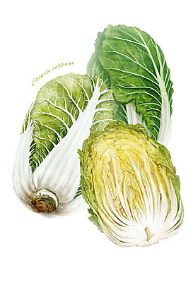 PSD 채소 일러스트 식재료 사람없음 농작물 세개 배추 디테일 국내일러스트 농업 3 파일형식