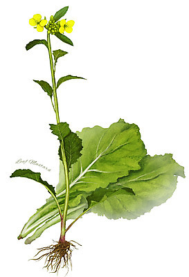 PSD 꽃 줄기 잎 채소 일러스트 식재료 사람없음 농작물 뿌리 갓 디테일 국내일러스트 식물 농업 파일형식