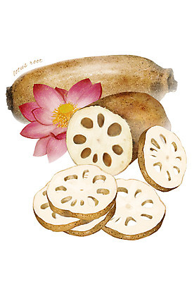 PSD 꽃 채소 일러스트 식재료 사람없음 농작물 뿌리 연근 디테일 국내일러스트 식물 농업 파일형식