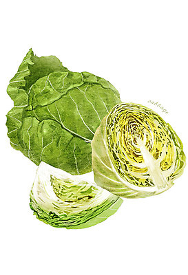 PSD 잎 채소 일러스트 식재료 사람없음 농작물 양배추 디테일 국내일러스트 식물 농업 파일형식