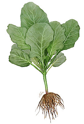 PSD 줄기 잎 채소 일러스트 식재료 사람없음 농작물 뿌리 케일 디테일 국내일러스트 식물 농업 파일형식