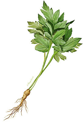 PSD 줄기 잎 채소 일러스트 식재료 사람없음 농작물 한개 뿌리 신선초 디테일 국내일러스트 식물 1 농업 파일형식