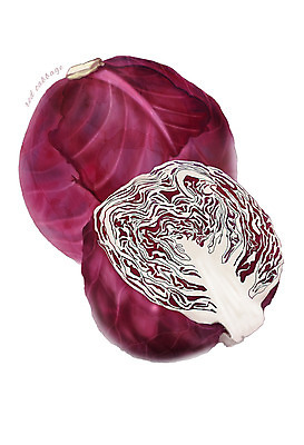 PSD 컬러 채소 일러스트 식재료 사람없음 농작물 보라색 적채 디테일 국내일러스트 농업 양배추 파일형식