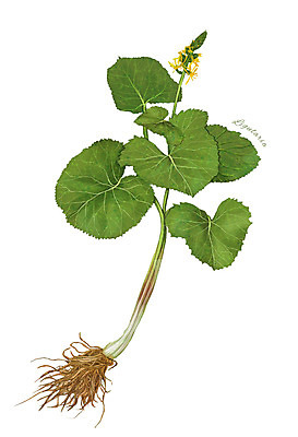 PSD 꽃 줄기 잎 채소 일러스트 식재료 사람없음 농작물 뿌리 곰취 디테일 산나물 국내일러스트 식물 농업 나물 파일형식