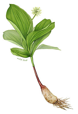 PSD 꽃 줄기 잎 채소 일러스트 식재료 사람없음 농작물 산마늘 디테일 국내일러스트 식물 농업 파일형식