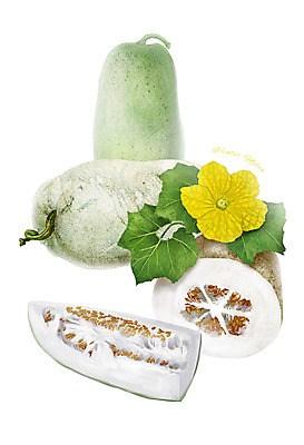 PSD 꽃 잎 채소 일러스트 식재료 사람없음 농작물 동아 디테일 국내일러스트 식물 농업 파일형식