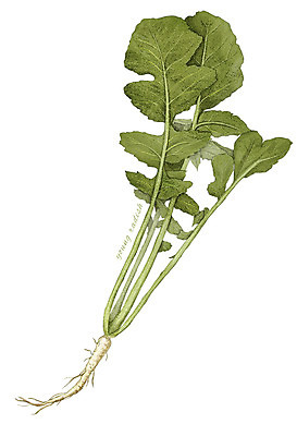 PSD 줄기 잎 채소 일러스트 식재료 사람없음 농작물 뿌리 열무 디테일 국내일러스트 식물 농업 무 파일형식