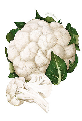 PSD 잎 채소 일러스트 식재료 사람없음 농작물 컬리플라워 디테일 국내일러스트 식물 농업 브로콜리 파일형식