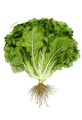 PSD 잎 채소 일러스트 식재료 사람없음 농작물 상추 뿌리 디테일 국내일러스트 식물 농업 파일형식