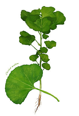 PSD 줄기 잎 채소 일러스트 식재료 사람없음 농작물 뿌리 아욱 디테일 국내일러스트 식물 농업 파일형식