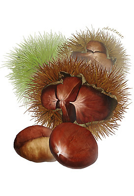 PSD 음식 일러스트 식재료 사람없음 농작물 견과류 밤 밤송이 디테일 국내일러스트 농업 밤_견과류 파일형식