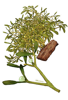 PSD 식물 음식 잎 일러스트 식재료 사람없음 나무조각 겨우살이 디테일 국내일러스트 목재 파일형식