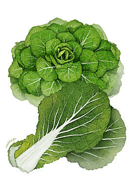 PSD 잎 채소 일러스트 식재료 사람없음 농작물 봄동 디테일 국내일러스트 식물 농업 파일형식