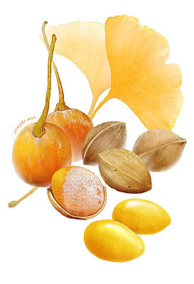 PSD 열매 음식 컬러 일러스트 식재료 사람없음 노란색 견과류 껍질 은행잎 은행열매 디테일 국내일러스트 식물 잎 파일형식