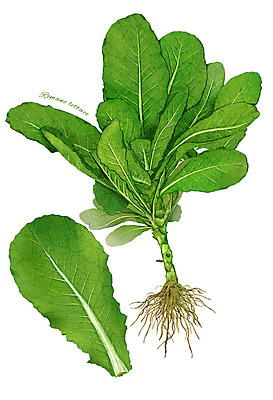 PSD 잎 채소 일러스트 식재료 사람없음 농작물 상추 뿌리 로메인상추 디테일 국내일러스트 식물 농업 파일형식