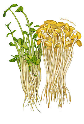 PSD 줄기 잎 채소 일러스트 식재료 사람없음 농작물 콩나물 디테일 국내일러스트 식물 농업 나물 파일형식
