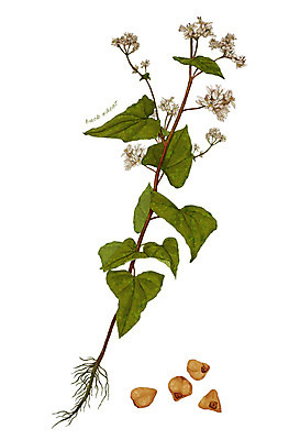 PSD 식물 꽃 음식 줄기 잎 일러스트 식재료 사람없음 메밀 뿌리 메밀꽃 디테일 국내일러스트 파일형식