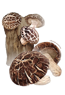 PSD 나무 채소 일러스트 식재료 사람없음 농작물 버섯 표고버섯 디테일 국내일러스트 식물 농업 파일형식