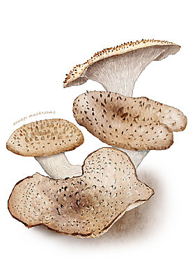 PSD 채소 일러스트 식재료 사람없음 농작물 버섯 능이버섯 디테일 국내일러스트 농업 파일형식