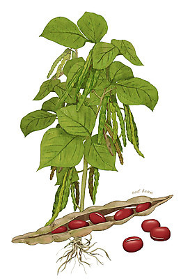 PSD 줄기 잎 채소 일러스트 식재료 사람없음 농작물 뿌리 팥 디테일 국내일러스트 식물 농업 파일형식