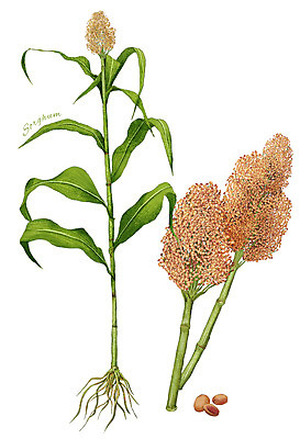 PSD 식물 음식 줄기 잎 일러스트 식재료 사람없음 농작물 뿌리 수수 디테일 국내일러스트 농업 파일형식