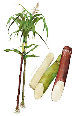 PSD 식물 음식 줄기 잎 일러스트 식재료 사람없음 농작물 뿌리 사탕수수 디테일 국내일러스트 농업 파일형식