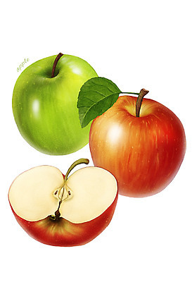 PSD 음식 컬러 과일 일러스트 식재료 사람없음 빨간색 초록색 농작물 사과 아오리사과 디테일 국내일러스트 농업 파일형식