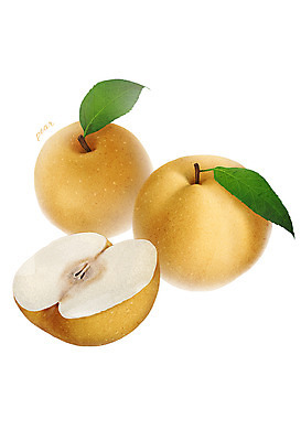 PSD 음식 잎 과일 일러스트 식재료 사람없음 농작물 배 디테일 국내일러스트 식물 농업 파일형식