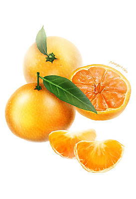 PSD 음식 잎 과일 일러스트 식재료 귤 사람없음 농작물 디테일 국내일러스트 식물 농업 파일형식