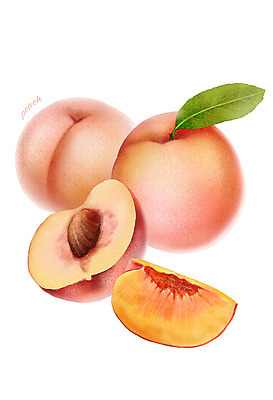 PSD 음식 잎 과일 일러스트 식재료 씨앗 사람없음 농작물 복숭아 디테일 제철과일 국내일러스트 식물 농업 제철 파일형식