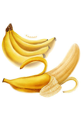 PSD 음식 컬러 과일 일러스트 식재료 바나나 사람없음 농작물 노란색 껍질 디테일 국내일러스트 농업 파일형식