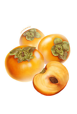 PSD 음식 과일 일러스트 식재료 감 씨앗 사람없음 농작물 디테일 국내일러스트 식물 농업 파일형식