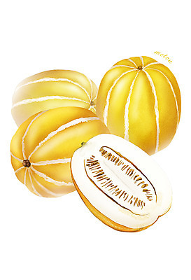 PSD 음식 과일 일러스트 식재료 사람없음 농작물 여러개 참외 디테일 과채 국내일러스트 다수 농업 채소 파일형식